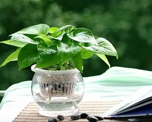 绿萝为什么根部腐烂？为什么绿萝的叶子会养黄？