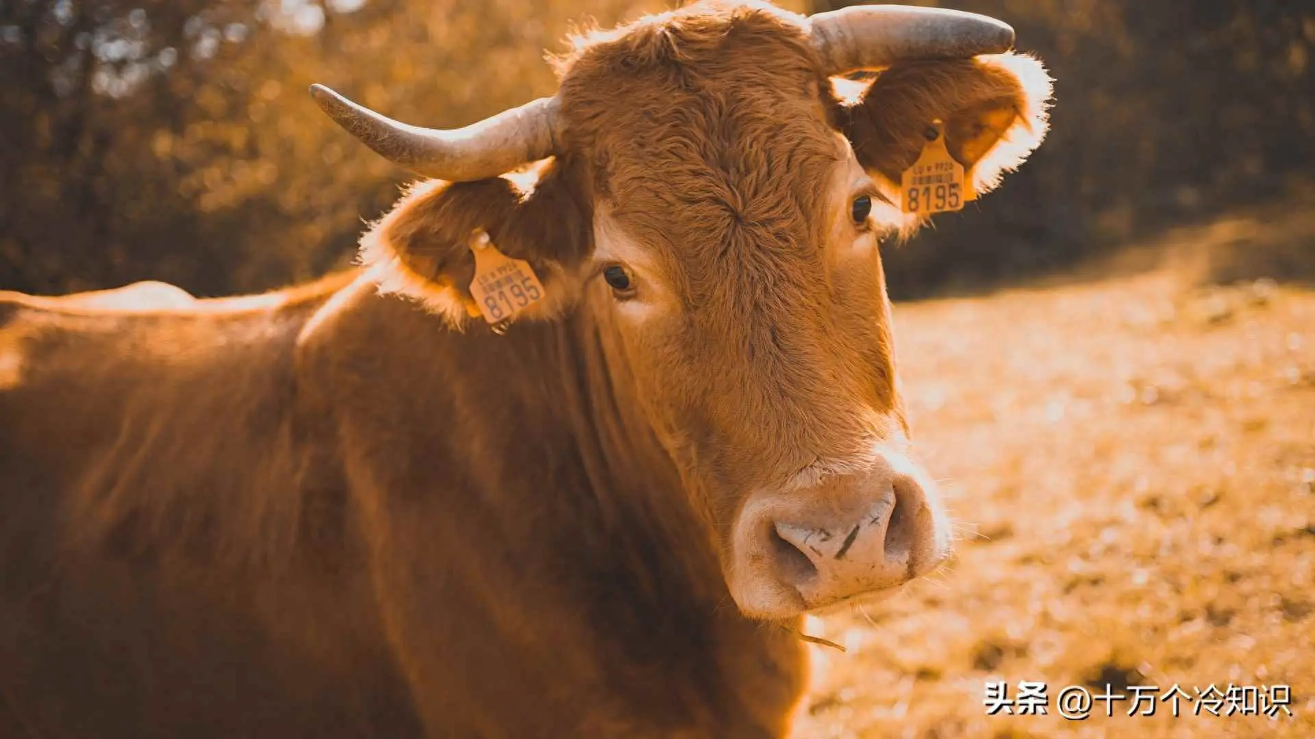 公牛为什么好斗？关于牛的14个有趣冷知识