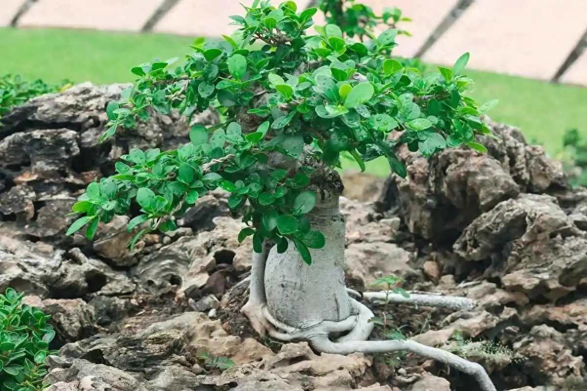 清香木叶黄为什么？清香木叶子发黄怎么办？