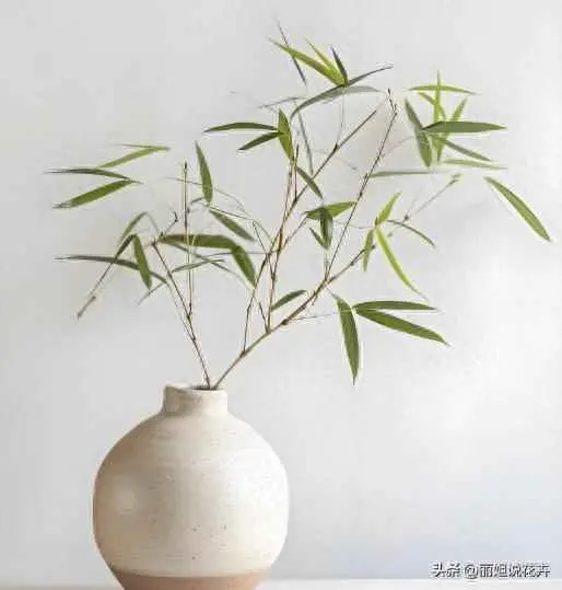 竹为什么叶子发黄发干？内门竹出现黄叶子怎么办？