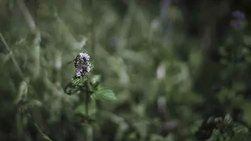 吊兰为什么死掉怎么救？植物养死千万不要扔！