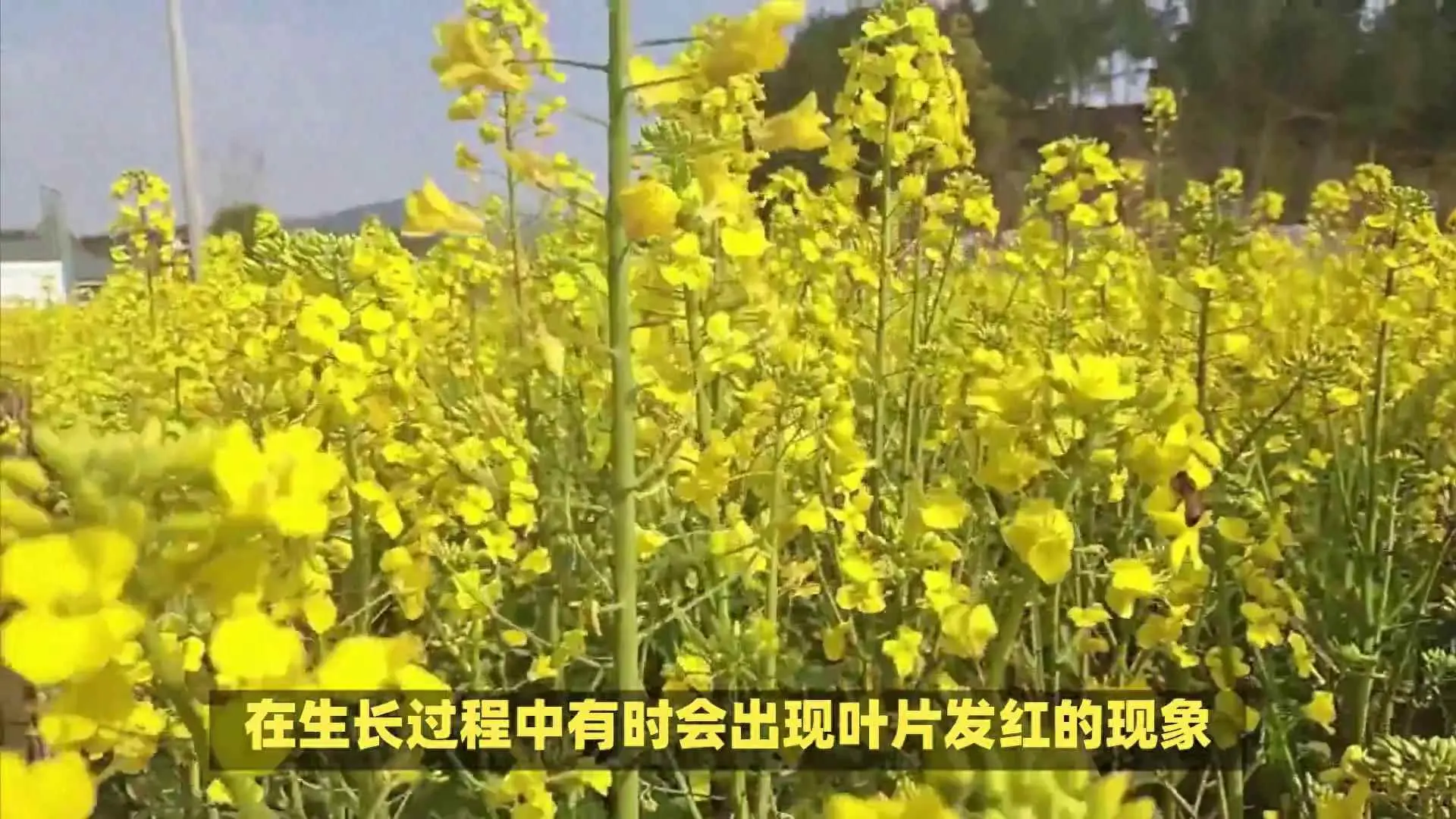 花叶为什么发红？油菜叶片发红是哪些原因引起？