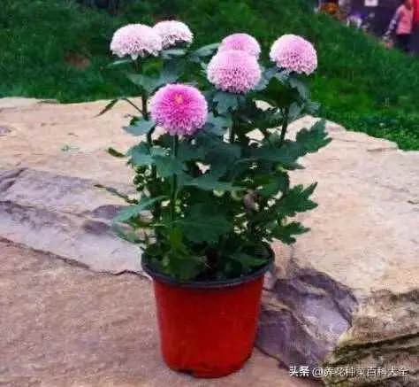 菊花为什么不开花的原因？菊花长不好开花效果差是这件事没做