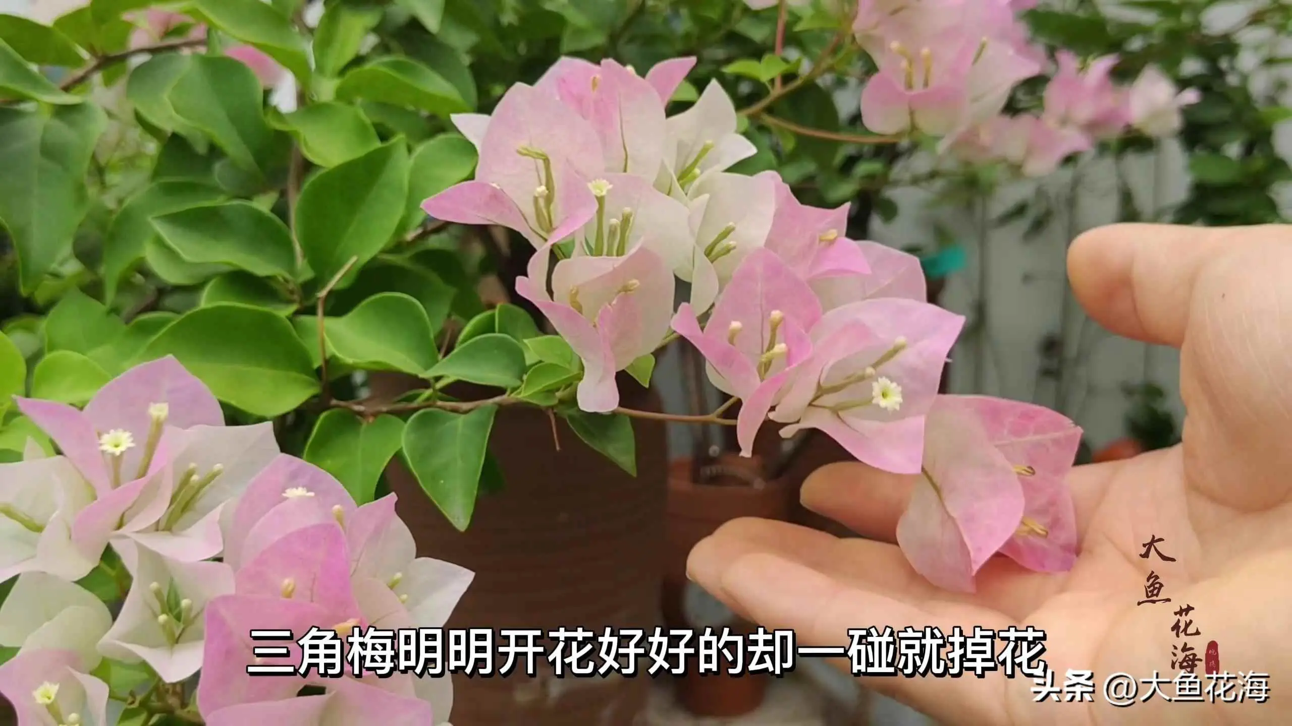 花儿为什么总是掉？三角梅盛花期花朵一碰就掉？