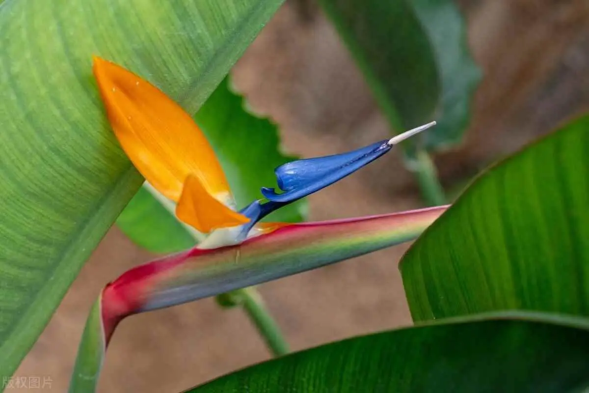 鹤望兰为什么不开花呢？养鹤望兰必看！