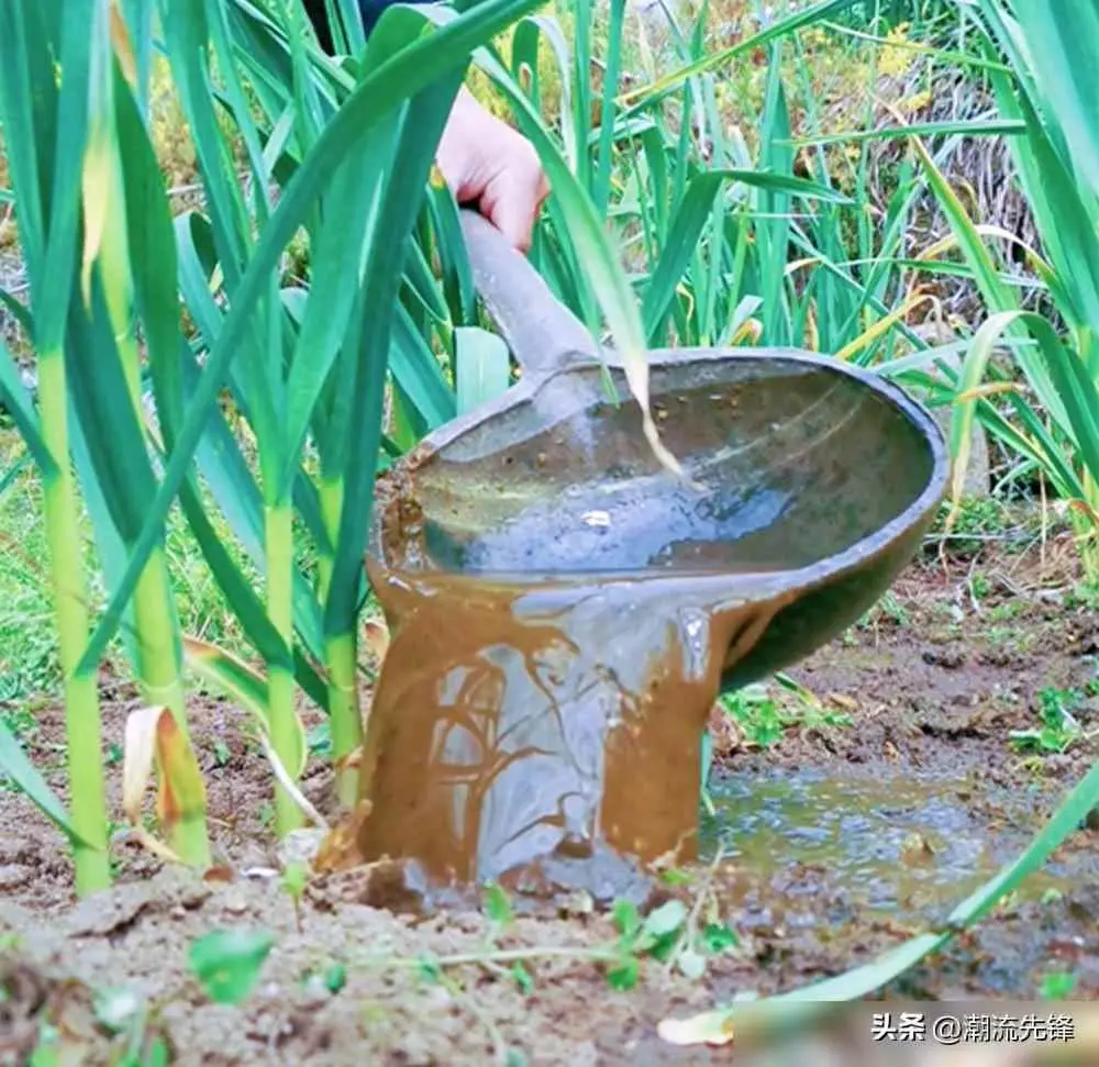 小葱为什么不发芽？小葱、大蒜、茄子长不起来