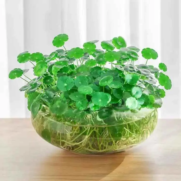 水养花为什么黄叶子？水培铜钱草夏天总爱黄叶