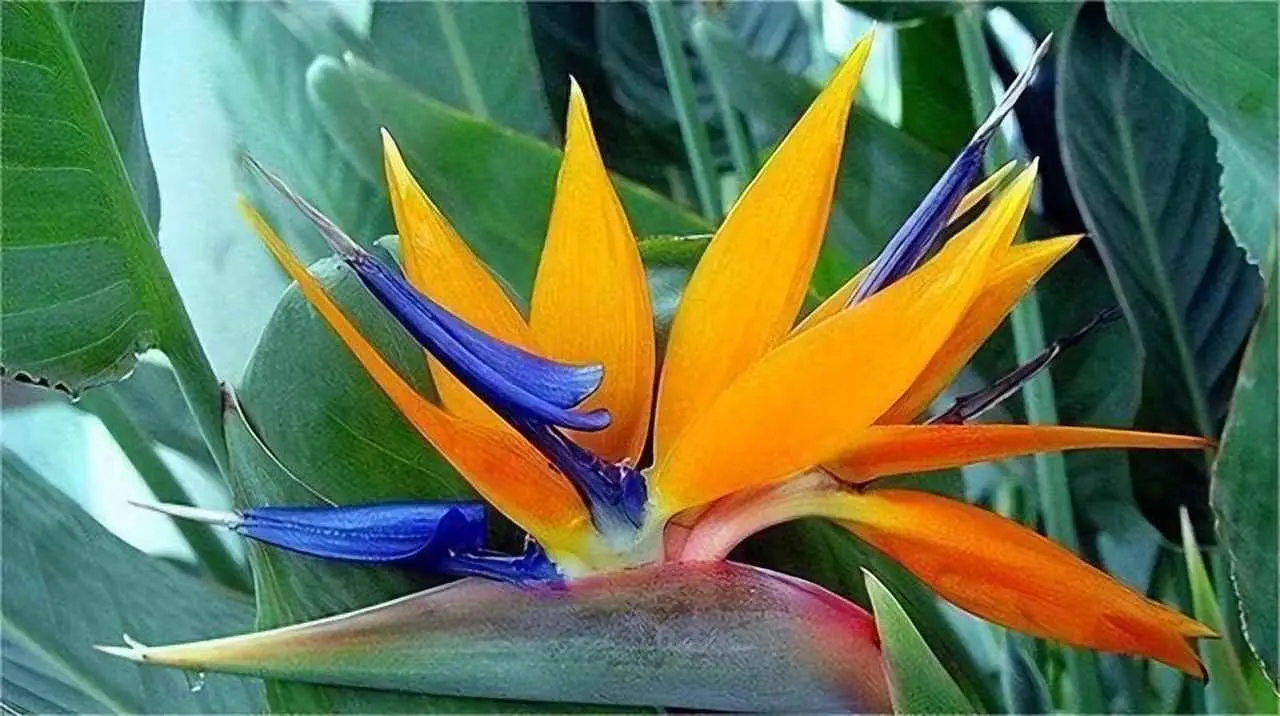 鹤望兰为什么不开花呢？鹤望兰的养开花技巧