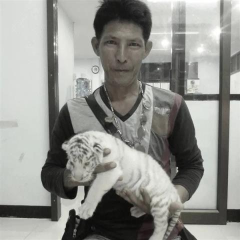 随意下车还背对着狮子 泰国一饲养员被狮群袭击致死：游客目睹(图6)