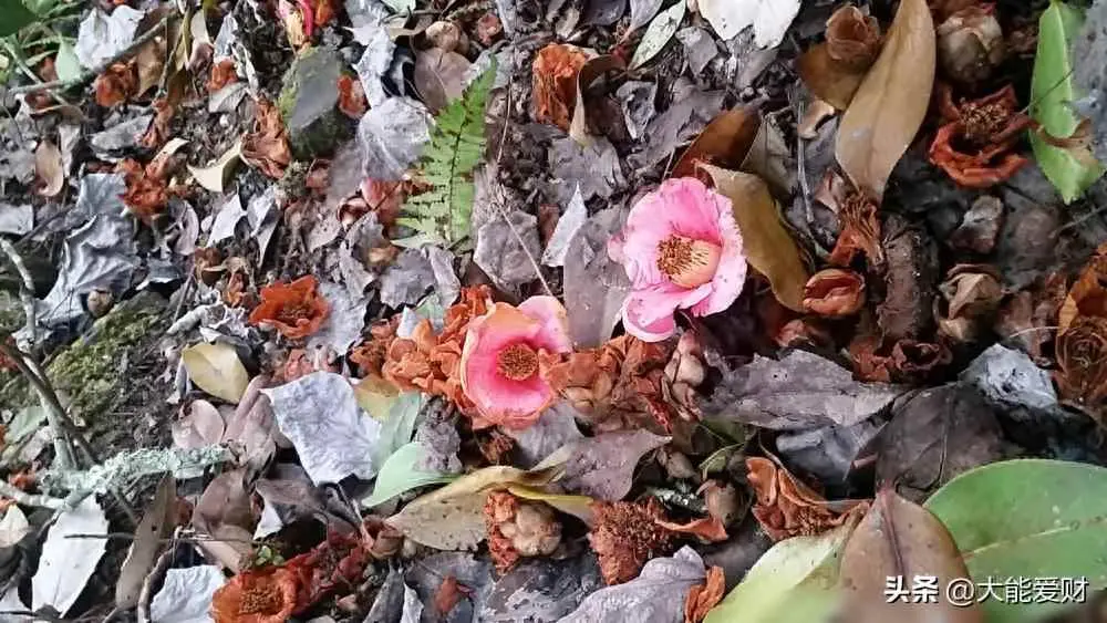 茶花为什么会死掉？茶花花瓣边缘干枯为哪般？