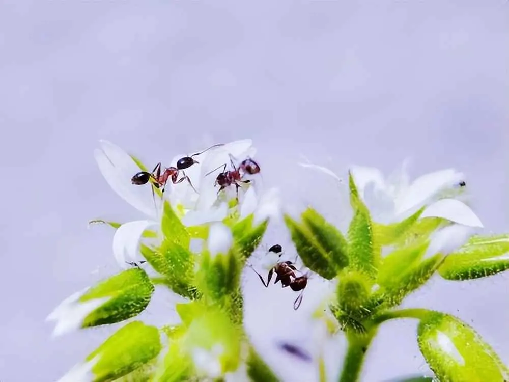 吊兰为什么招虫子？夏天花草招虫子，咋办？