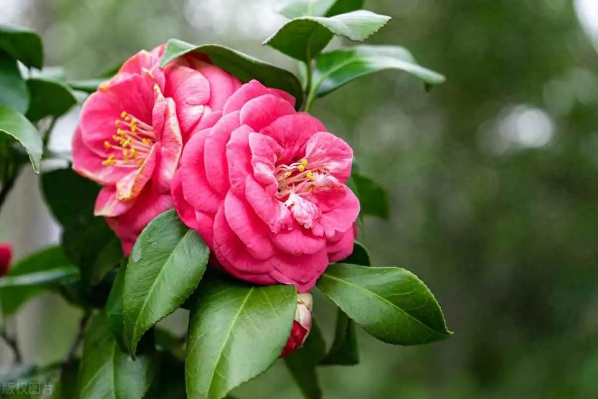 茶花为什么不怕冷？茶花的冬季养法