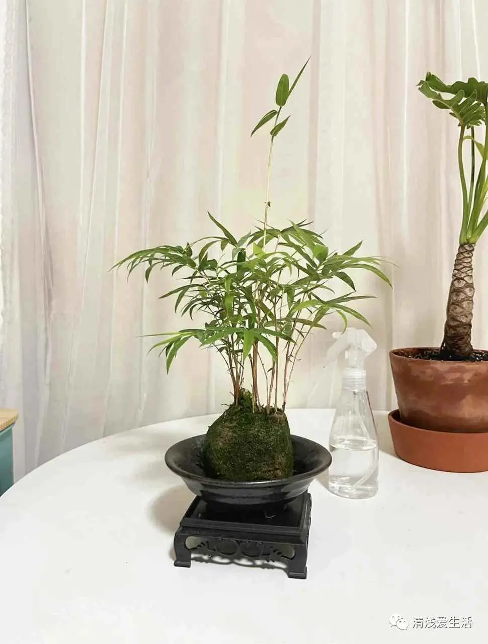 竹子为什么变黄了？导致米竹黄叶的3个常见原因