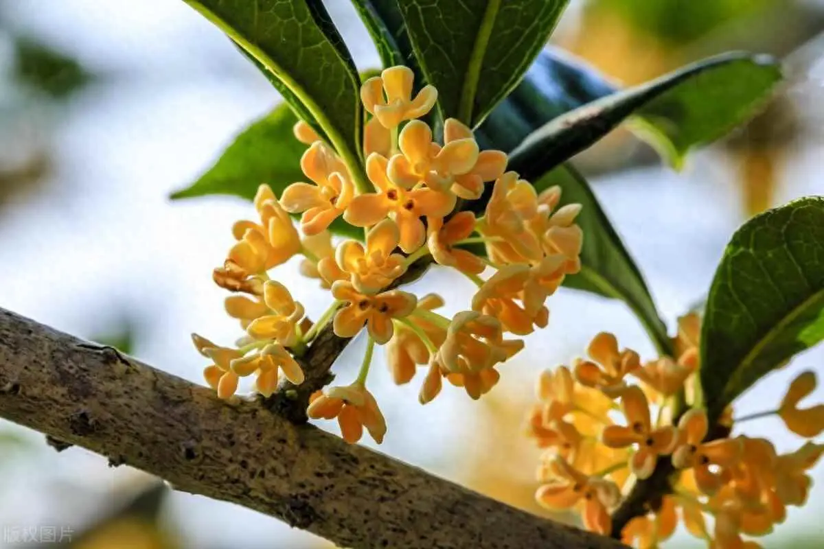 桂花为什么不长叶子呢？桂花培养的小秘诀