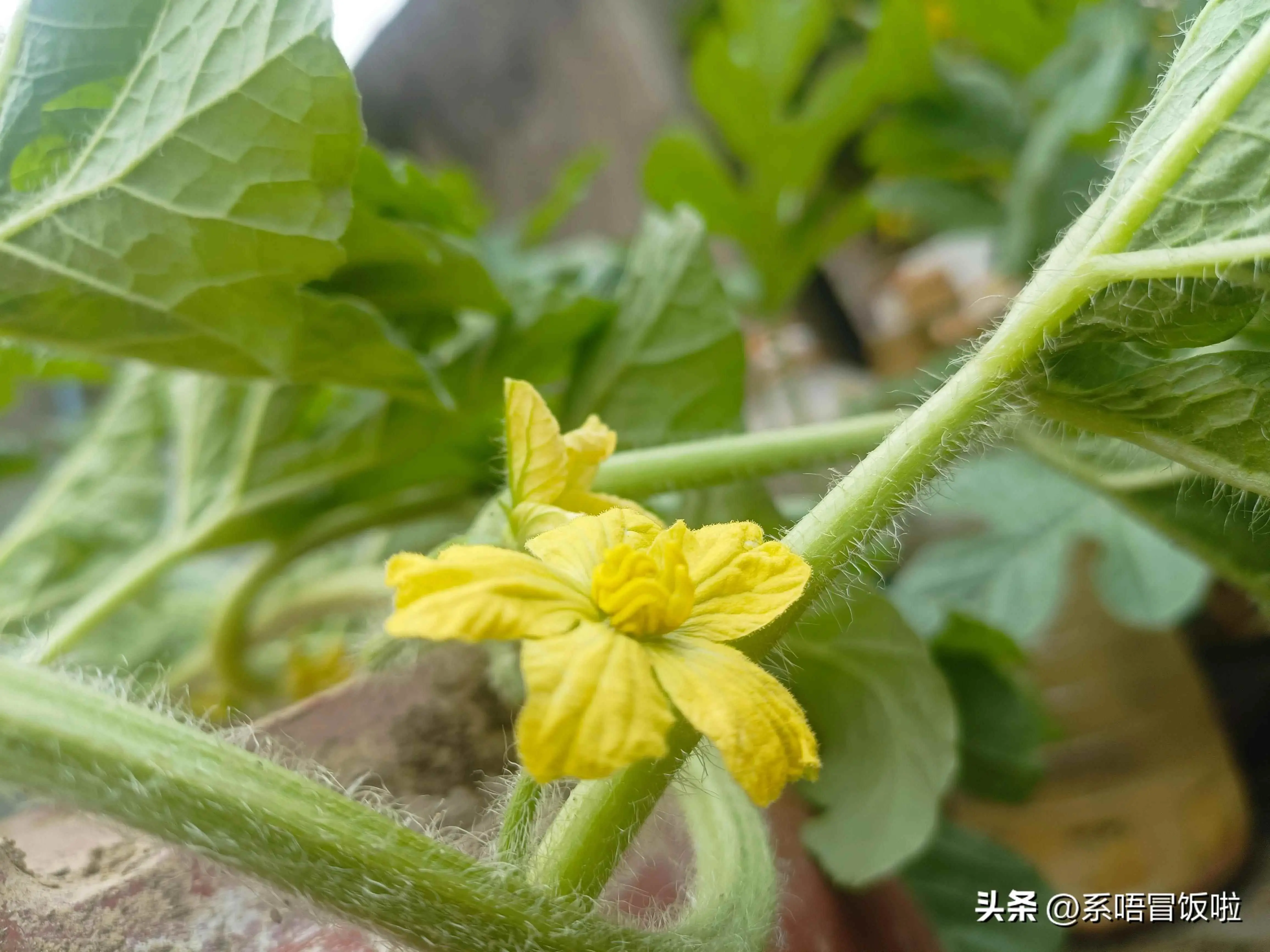 西瓜为什么要授粉呢？掌握西瓜花期授粉技巧！