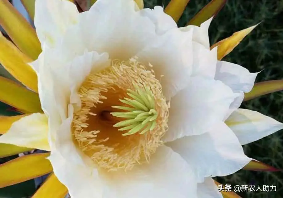 火龙果为什么会花变芽？火龙果何时开花？