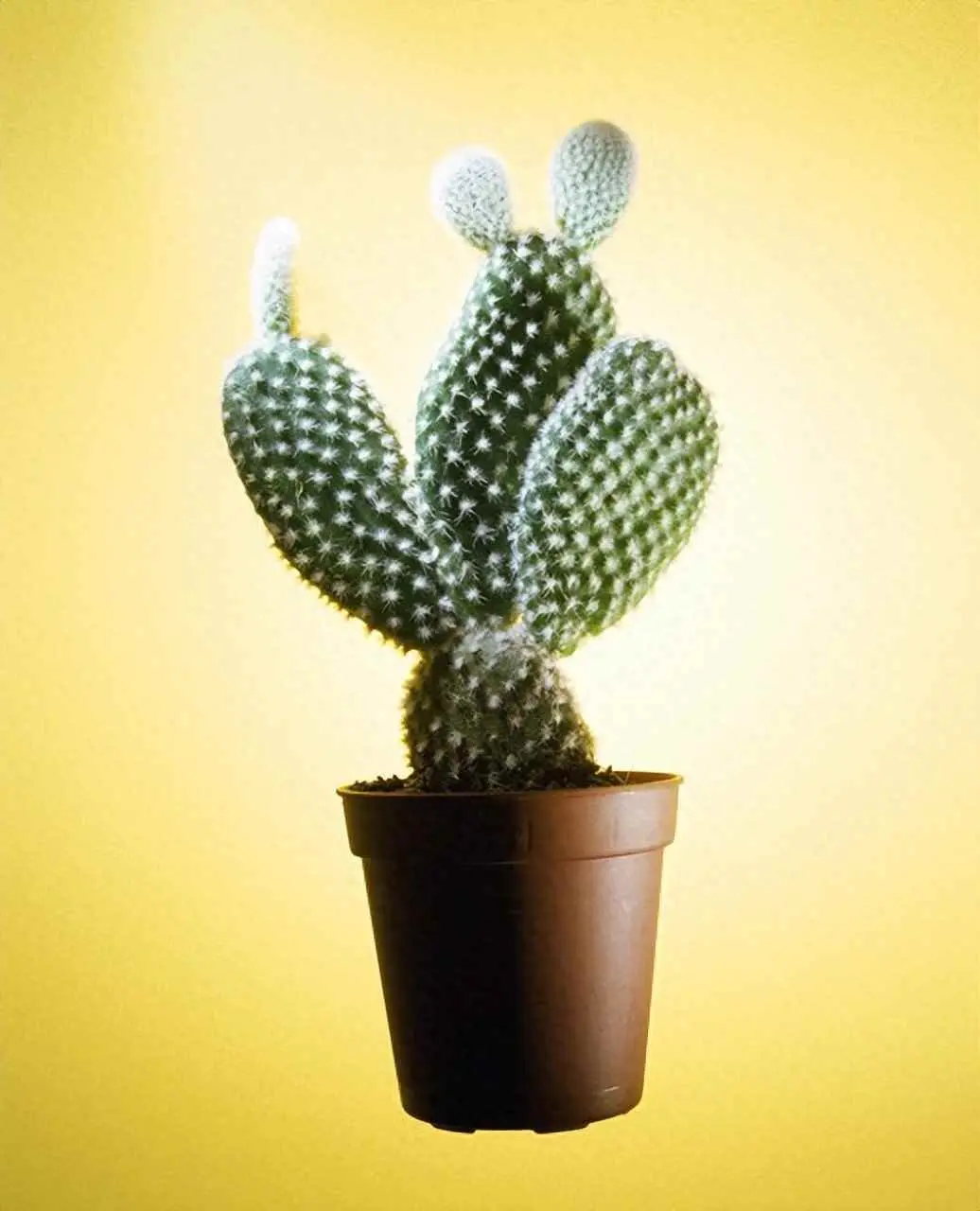 植物带刺是为什么啊？常见的带刺植物