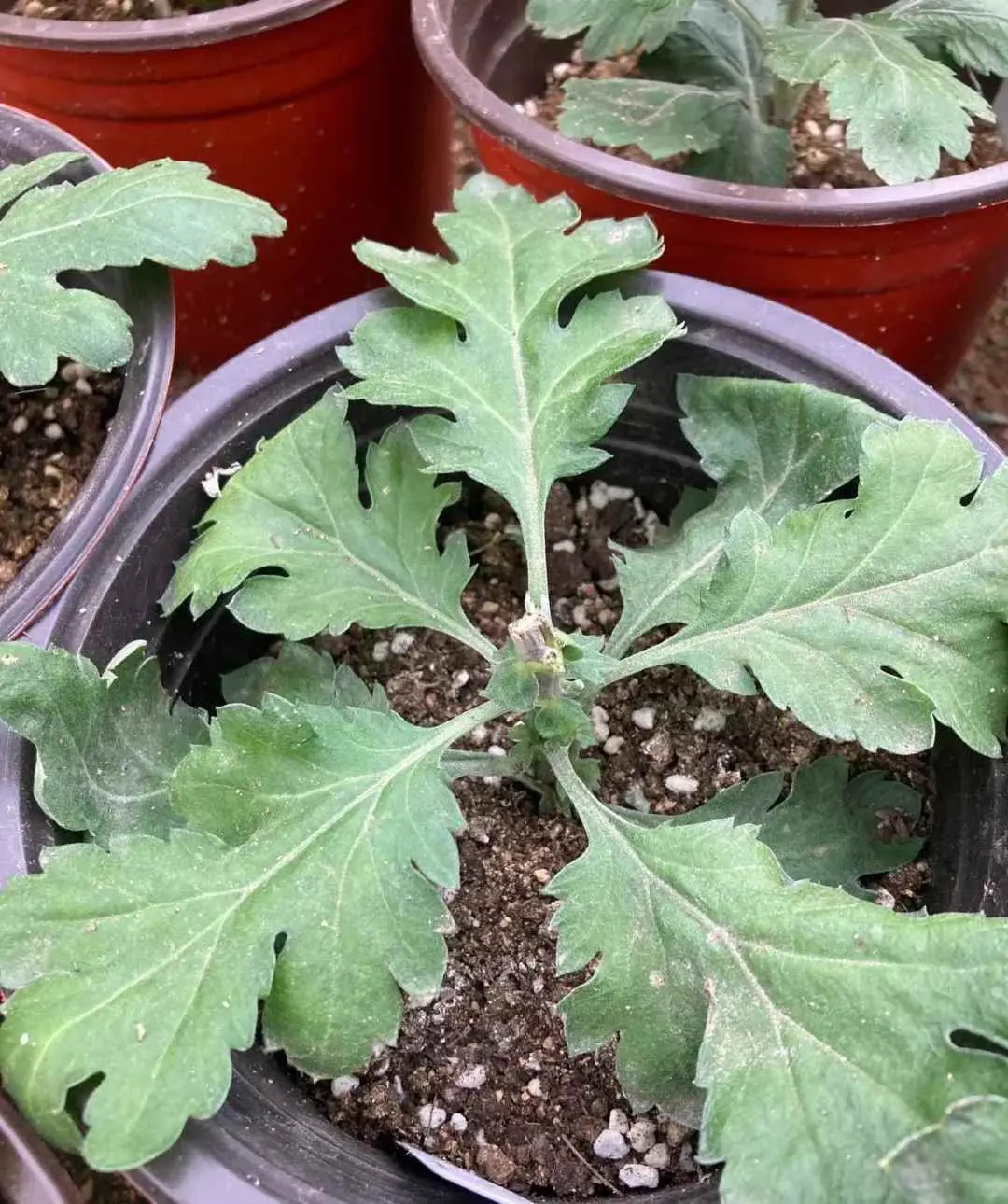 菊花为什么要摘心？菊花徒长不开花？