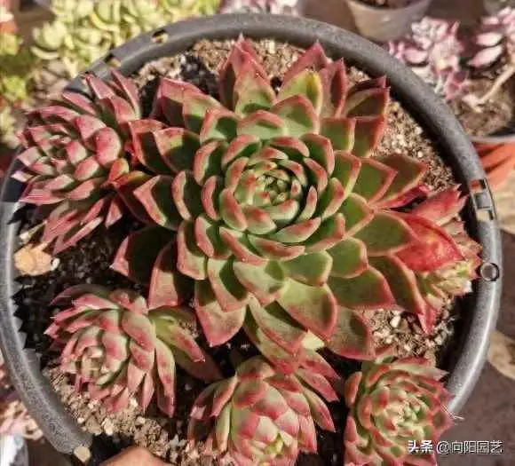 为什么种多肉要用铺面石？多肉铺面石，弊大于利！