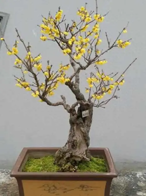 梅花为什么花苞少？如何让盆栽腊梅多开花？