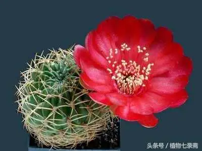 仙人掌为什么不需要水？仙人掌不用浇水也能活？