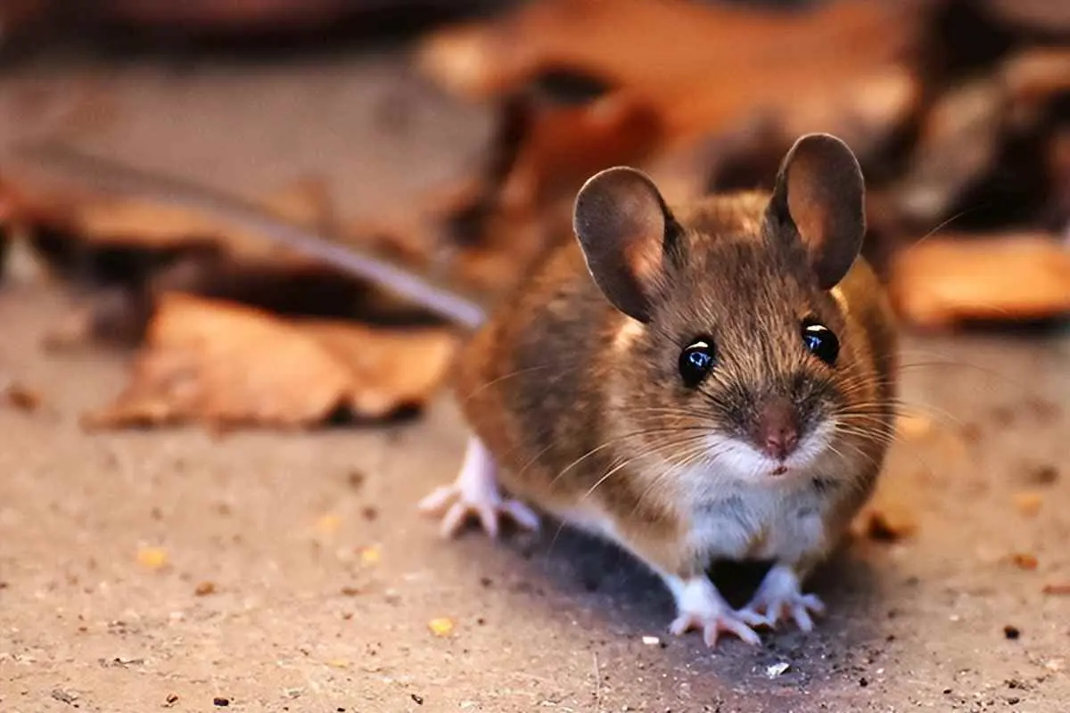 为什么不能消灭老鼠？为什么老鼠防治难度大？