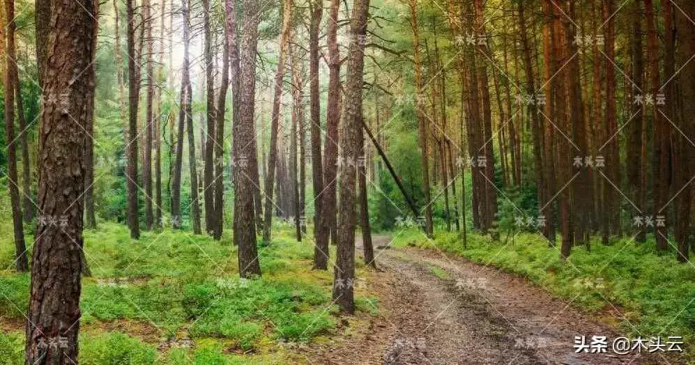 木头为什么那么贵？木材保持高价的四大因素
