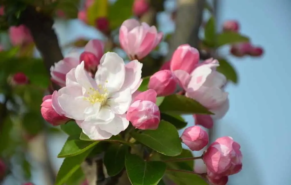 西府海棠为什么叫西府海棠呢？西府海棠—花中“神仙”