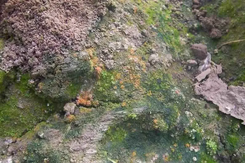 青苔为什么会产生？大棚内为什么会长青苔？