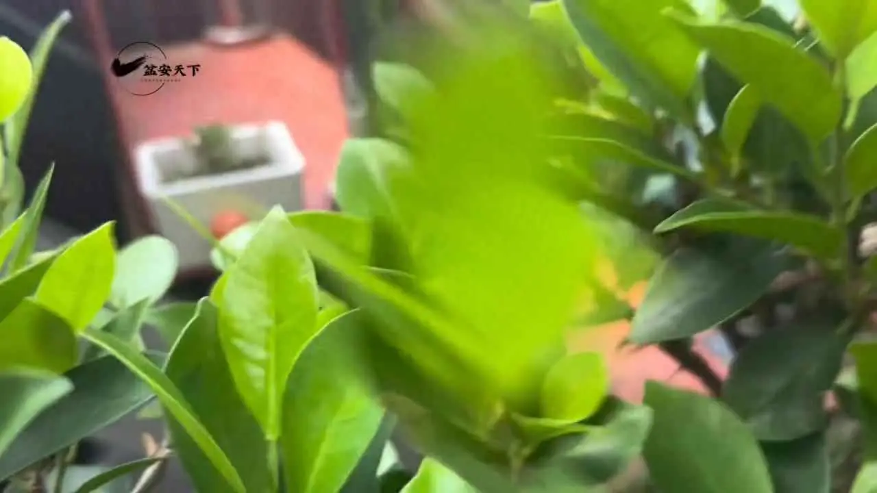 榕树为什么要修剪？榕树盆景高温季节应该如何修剪？