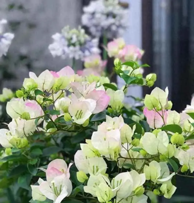 为什么要剪花头呢？立秋后，8种花可以“剃光头”