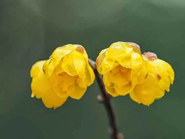 腊梅为什么掉叶子？夏天腊梅叶子焦枯是怎么回事