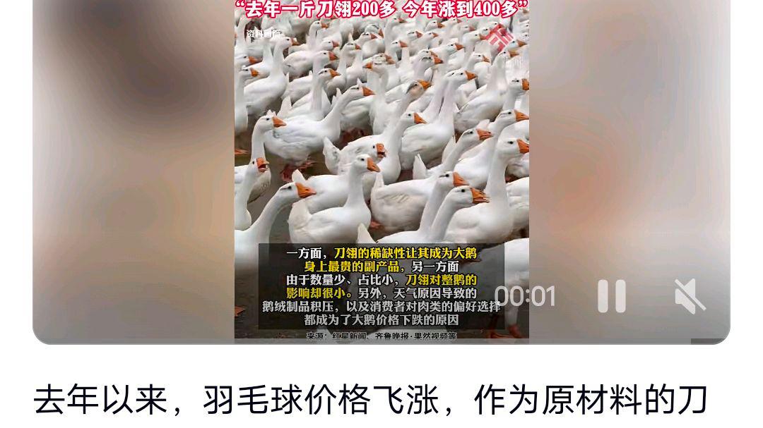 刀翎鹅毛的价格“飞上了天”?养鹅大户:为何双滑限困境