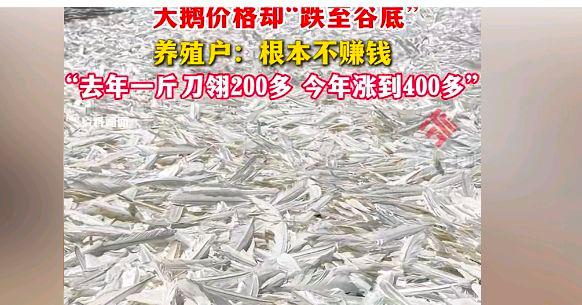 刀翎鹅毛的价格“飞上了天”?养鹅大户:为何双滑限困境