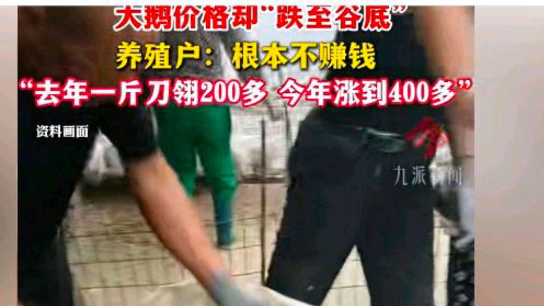 刀翎鹅毛的价格“飞上了天”?养鹅大户:为何双滑限困境