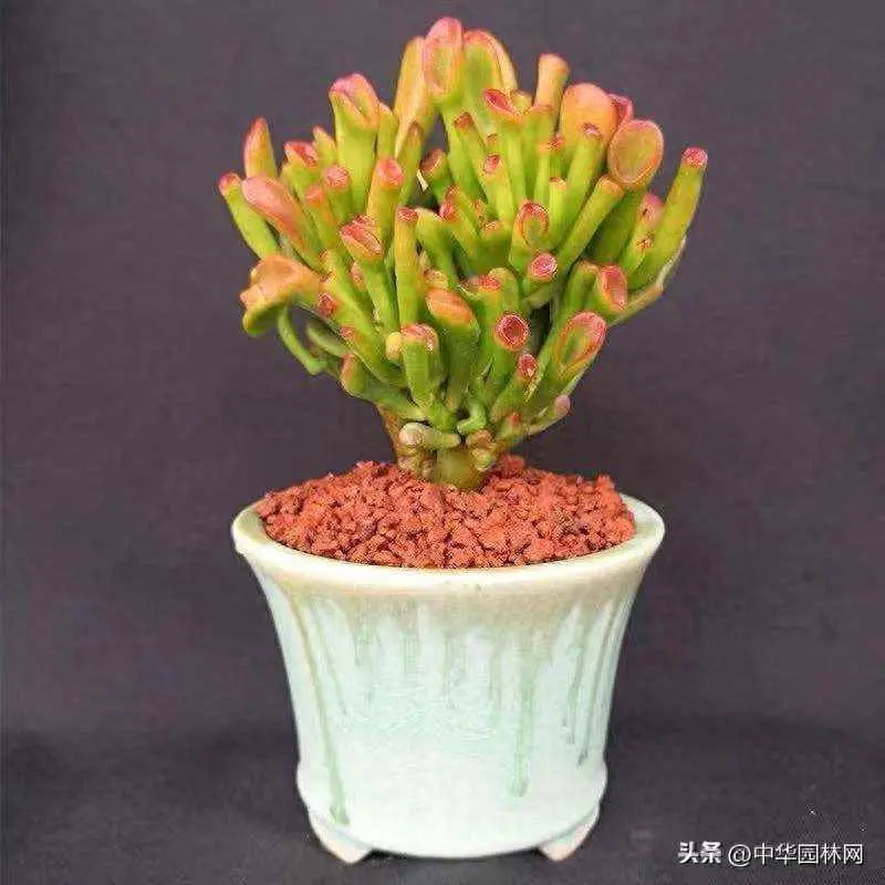 吸财树为什么会突然枯萎？吸财树掉叶子了怎么办