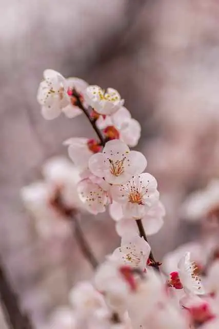 杏花为什么是粉色的？百花知识：杏花