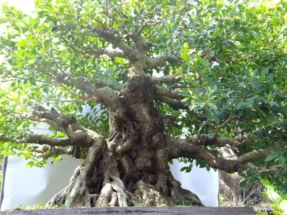 为什么榕树不容人？“榕树不容人”，真的是不容人？