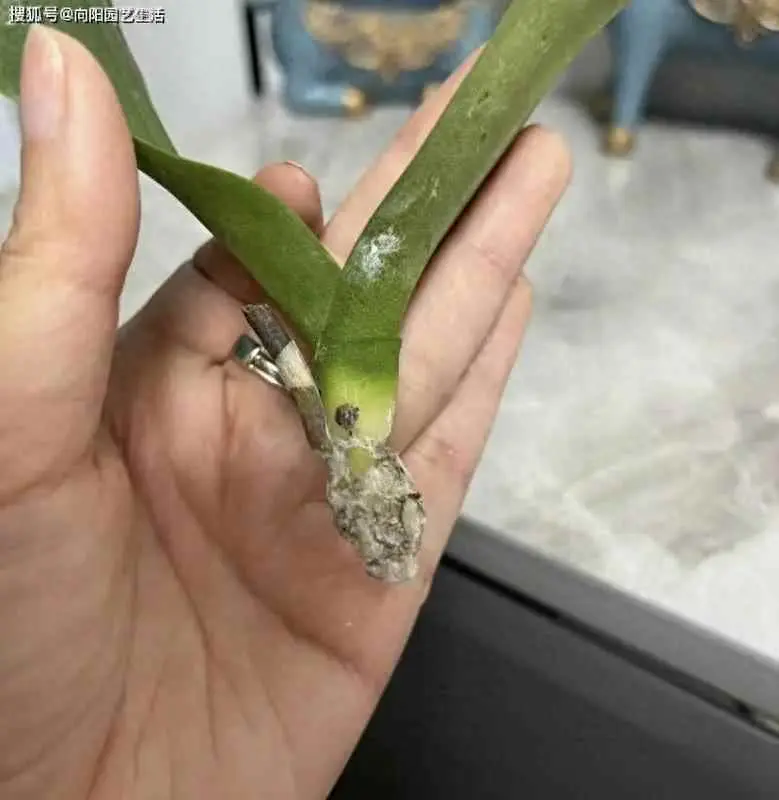 养花为什么要阿司匹林？“阿司匹林”小药片，养花的神器