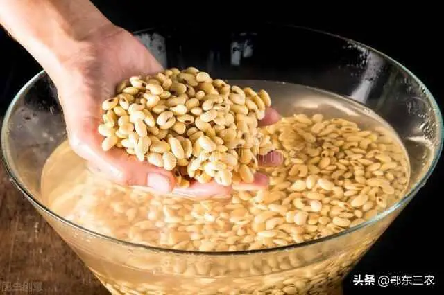 浸泡种子为什么？种子播种前使用温水浸泡，有什么作用？