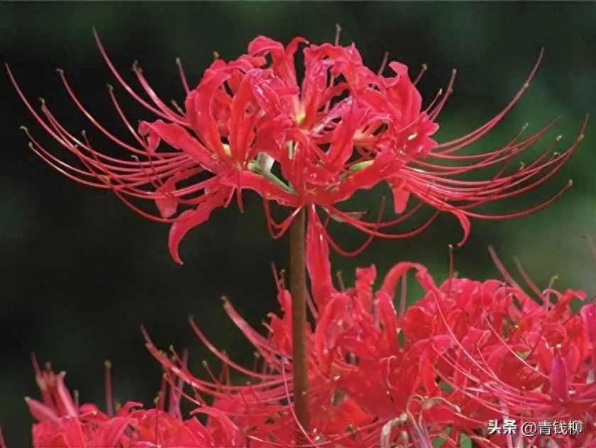 石蒜为什么叫石蒜？被误解的美丽之花一一石蒜