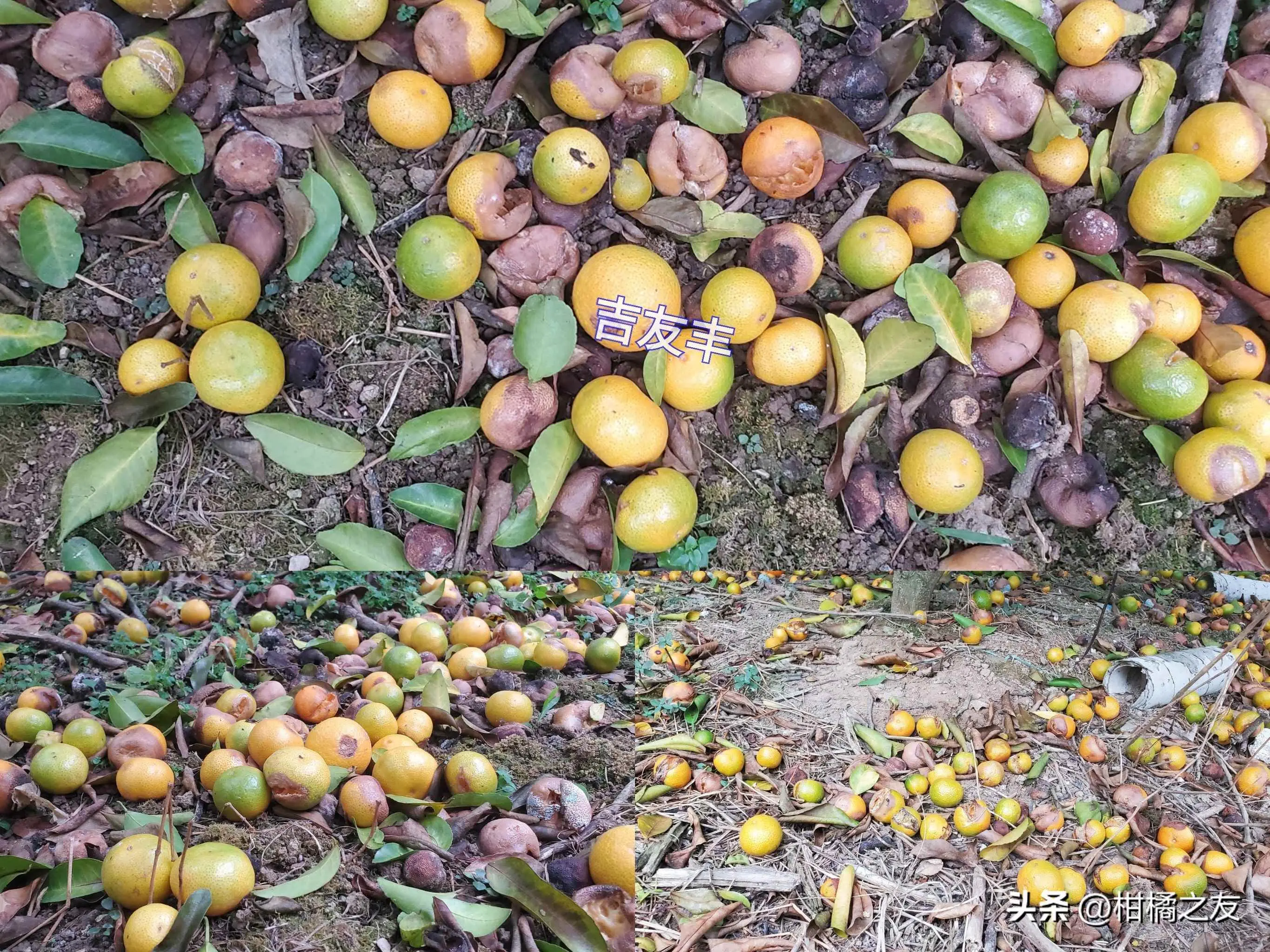 橘子为什么掉落？雨后柑橘大量落果，引起原因存在争议