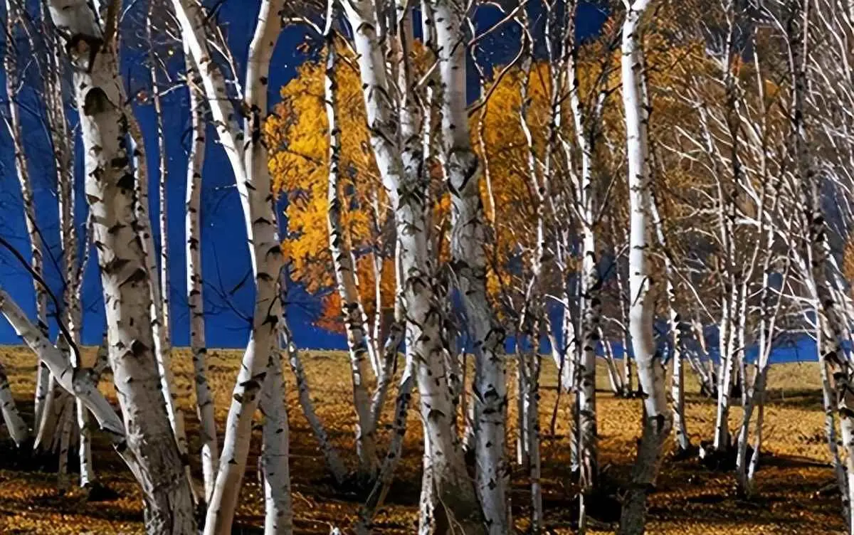 为什么木头很硬？世上最硬木材：子弹射不穿