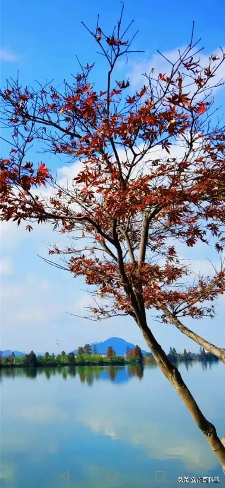 枫叶为什么变绿？枫叶为什么会变红