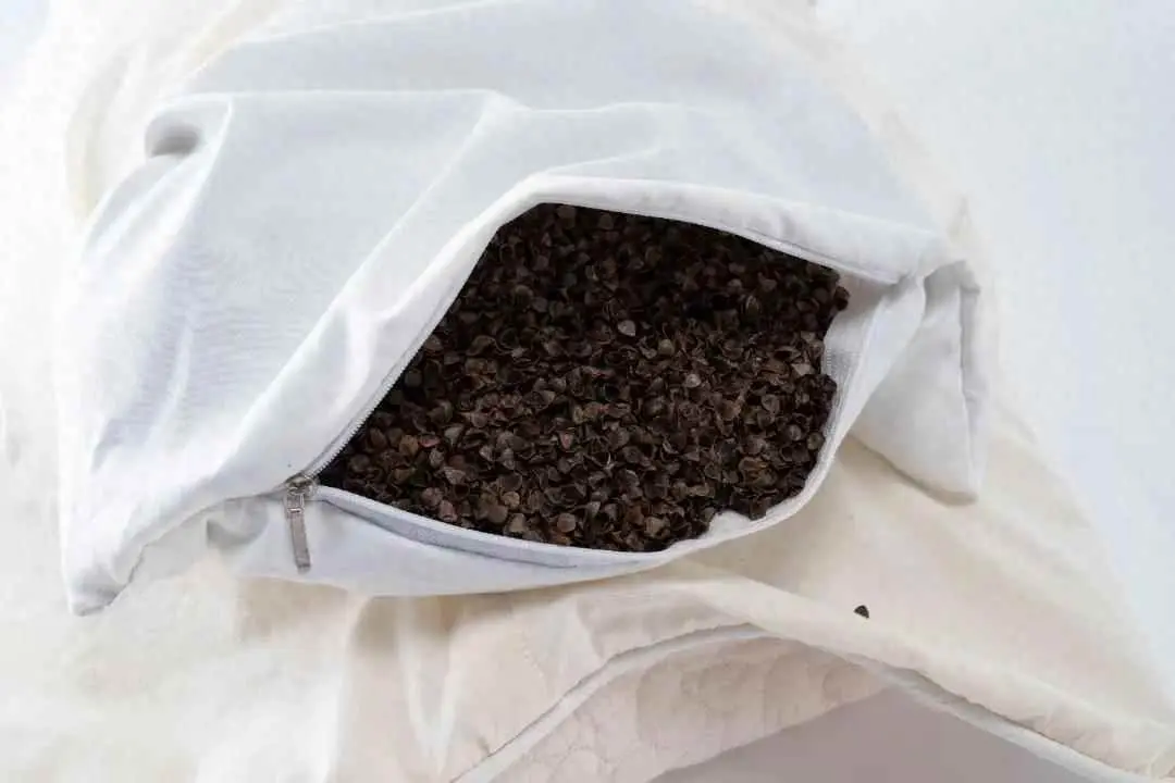 荞麦为什么生虫呢？荞麦枕长虫怎么办？