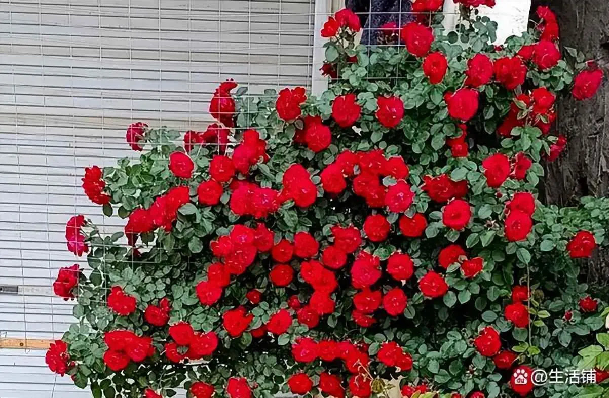 蔷薇为什么会落叶？蔷薇怎么施肥好？