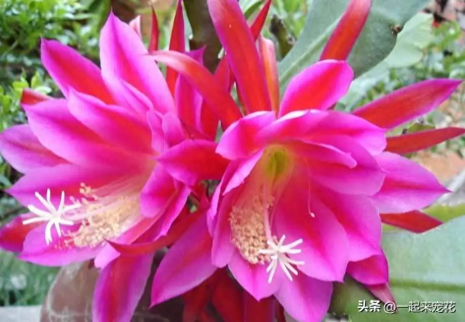 为什么令箭不开花？手把手教你养令箭荷花