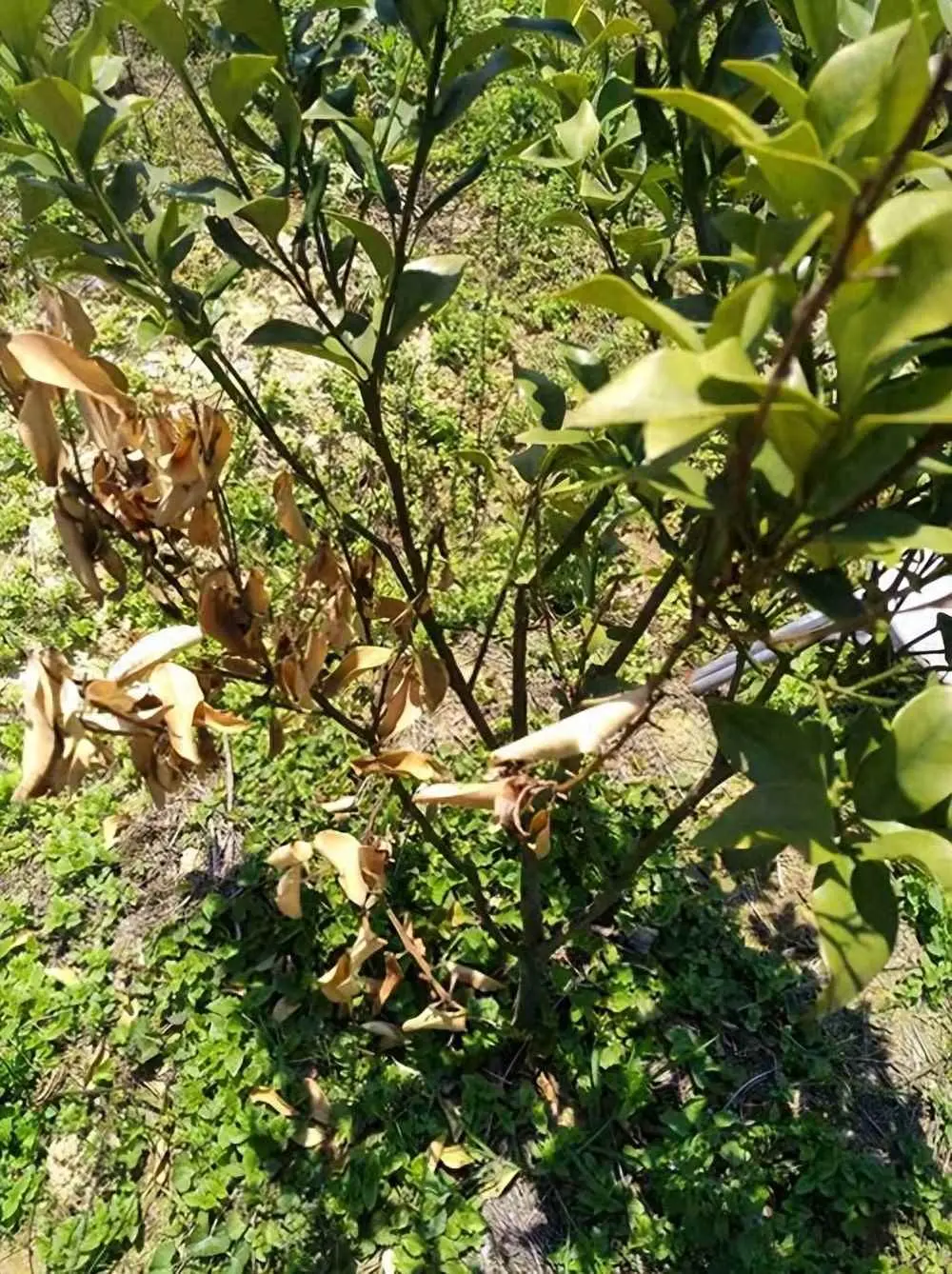 橘子树为什么枯萎？拯救发黄枯萎橘子树