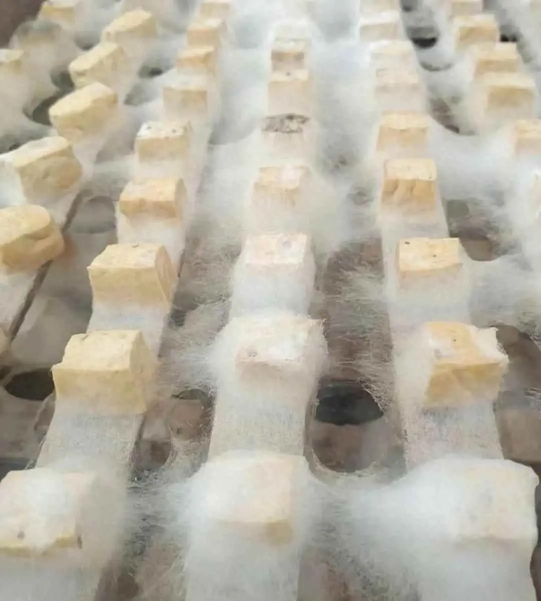 为什么发霉长毛的豆腐，还可以吃？