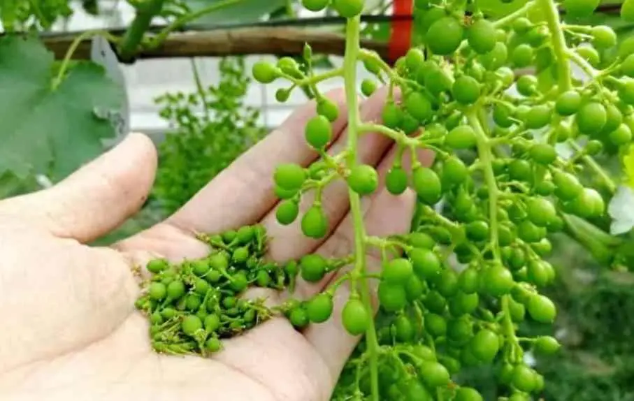葡萄为什么落果？葡萄大量落花落果居然是因为长势太旺？